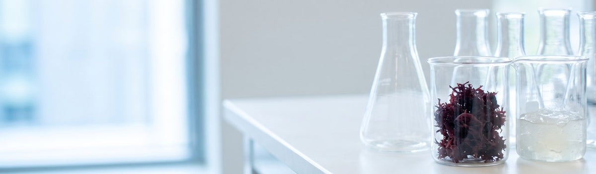 „Und das alte Mittel der irischen Taucher brachte die Forscher auf die richtige Spur.“ – ein helles Labor mit Glaskolben, einem Becherglas mit dunklem Moos und einem mit klarem Gel