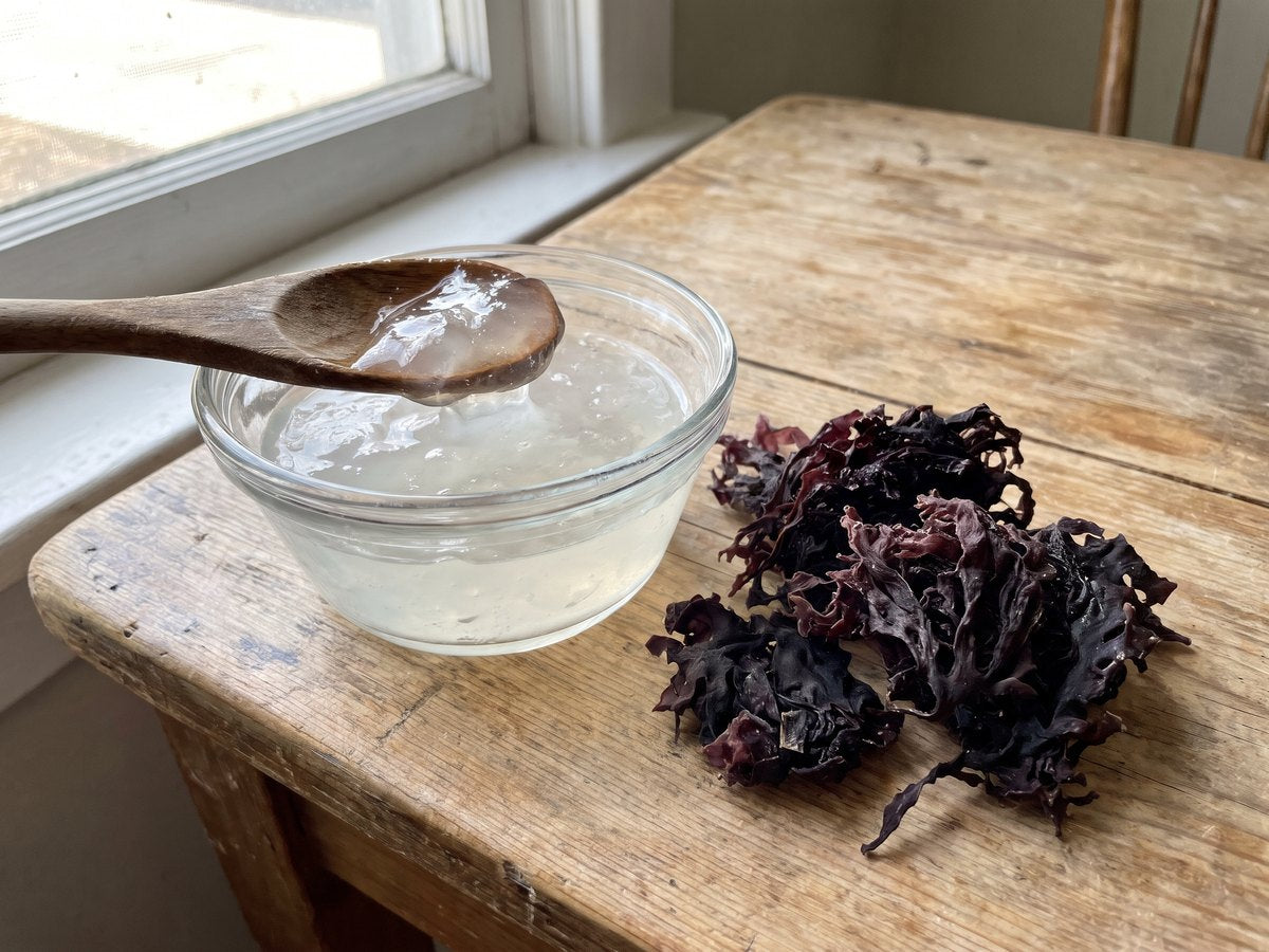 „Carrageen: das Gel aus Irischem Moos“ – eine Glasschale mit klarem Moos-Gel, ein Holzlöffel, daneben dunkles getrocknetes Irisches Moos auf Holz